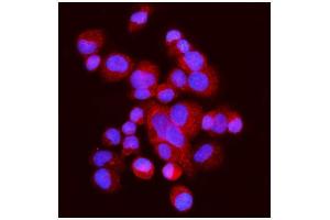 IF analysis of FABP-1/GOT2 using anti-FABP-1/GOT2 antibody (ABIN7601426). (GOT2 抗体  (AA 35-430))
