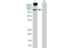 Western Blot analysis of SV2B expression in transfected 293T cell line by SV2B MaxPab polyclonal antibody. (SV2B 抗体  (AA 1-683))
