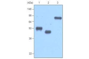 Western Blotting (WB) image for anti-MBP Tag antibody (ABIN317541) (MBP Tag 抗体)