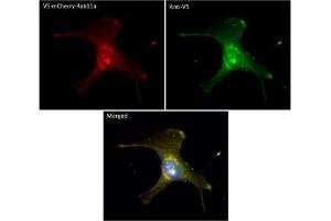 Immunofluorescence (IF) image for anti-V5 Epitope Tag antibody (ABIN6254253) (V5 Epitope Tag 抗体)