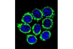 Confocal immunofluorescent analysis of GOG8A Antibody (N-term) (ABIN655146 and ABIN2844767) with 293 cell followed by Alexa Fluor 488-conjugated goat anti-rabbit lgG (green). (GOLGA8A 抗体  (N-Term))