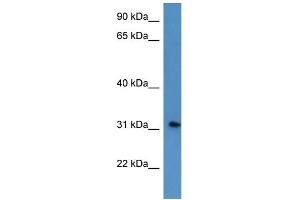 WB Suggested Anti-ROPN1L Antibody Titration: 0. (ROPN1L 抗体  (N-Term))