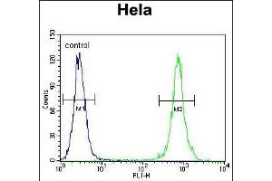 TRADD Antibody (Center) (ABIN655903 and ABIN2845303) flow cytometric analysis of Hela cells (right histogram) compared to a negative control cell (left histogram). (TRADD 抗体  (AA 126-151))