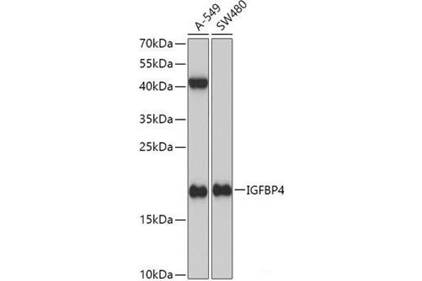 IGFBP4 抗体