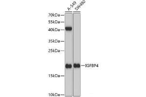 Western blot analysis of extracts of various cell lines using IGFBP4 Polyclonal Antibody at dilution of 1:1000. (IGFBP4 抗体)