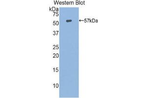 Western Blotting (WB) image for anti-Heat Shock 70kDa Protein 14 (HSPA14) (AA 1-509) antibody (ABIN1859210) (HSPA14 抗体  (AA 1-509))