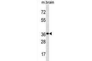 KCTD20 Antibody (C-term) (ABIN1881477 and ABIN2838989) western blot analysis in mouse brain tissue lysates (35 μg/lane). (KCTD20 抗体  (C-Term))