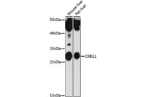 Western blot analysis of extracts of various cell lines, using CREG1 antibody (ABIN7266268) at 1:1000 dilution. (CREG1 抗体  (AA 110-190))