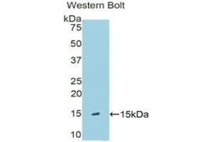 Western Blotting (WB) image for anti-Klotho beta (KLB) (AA 517-636) antibody (ABIN1176668) (Klotho beta 抗体  (AA 517-636))