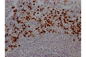 IHC image of ABIN7127635 diluted at 1:100 and staining in paraffin-embedded human spleen tissue performed on a Leica BondTM system. (Recombinant Myeloperoxidase 抗体)