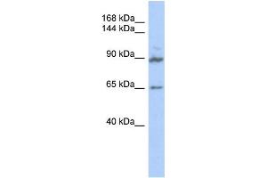Western Blotting (WB) image for anti-G Protein-Coupled Receptor Associated Sorting Protein 2 (GPRASP2) antibody (ABIN2459546) (GPRASP2 抗体)