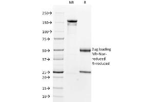 SDS-PAGE Analysis Purified Smooth Muscle Actin Mouse Monoclonal Antibody (1A4). (Smooth Muscle Actin 抗体  (N-Term))