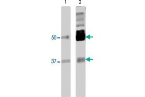 PTBP2 monoclonal antibody (M01), clone 2D10-B2. (PTBP2 抗体  (AA 1-532))