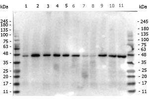Western Blot of Mouse anti-beta Actin antibody. (beta Actin 抗体  (N-Term))