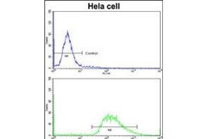 Flow cytometric analysis of hela cells using (bottom histogram) compared to a negative control cell (top histogram)FITC-conjugated goat-anti-rabbit secondary antibodies were used for the analysis. (Leiomodin 1 抗体  (AA 214-241))