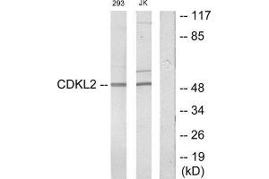 Western Blotting (WB) image for anti-Cyclin Dependent Kinase Like 2 (CDKL2) (Internal Region) antibody (ABIN1849852) (CDKL2 抗体  (Internal Region))