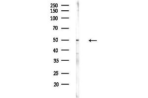 Western blot analysis of lysates from Mouse lung, using Phospho-FOXL2 (Ser263) Antibody at 1/1000 dilution.