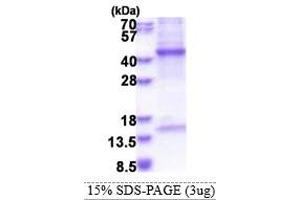 SDS-PAGE (SDS) image for Haptoglobin Related Protein (HPR) (AA 20-348) protein (His tag) (ABIN5853573)