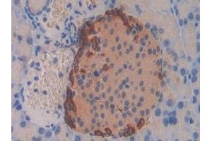 Detection of GCG in Mouse Pancreas Tissue using Polyclonal Antibody to Glucagon (GCG) (Glucagon 抗体  (AA 21-180))
