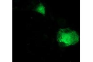 Anti-ITFG2 mouse monoclonal antibody (ABIN2454681) immunofluorescent staining of COS7 cells transiently transfected by pCMV6-ENTRY ITFG2 (RC200818). (ITFG2 抗体)