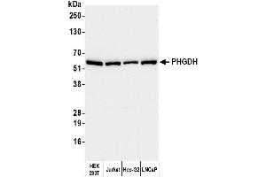 Western Blotting (WB) image for anti-phosphoglycerate Dehydrogenase (PHGDH) (AA 1-50) antibody (ABIN7455052) (PHGDH 抗体  (AA 1-50))