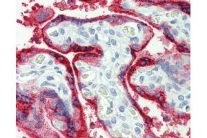 IHC-P Image Immunohistochemical analysis of paraffin-embedded human placenta, using Growth Hormone, antibody(10 μg/ml). (Growth Hormone 1 抗体)