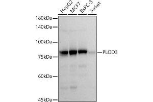 Western blot analysis of extracts of various cell lines, using PLOD3 antibody (ABIN7269530) at 1:1000 dilution. (PLOD3 抗体)