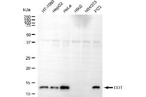 Western blotting analysis using DDT antibody (ABIN7798270).