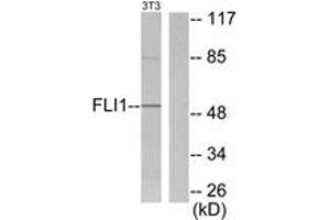 Western blot analysis of extracts from NIH-3T3 cells, using FLI1 Antibody. (FLI1 抗体  (AA 291-340))