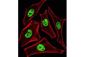 Fluorescent ige of Hela cells stained with SRCD3 Antibody (N-term) (ABIN6242643 and ABIN6577395). (SMARCD3 抗体  (N-Term))
