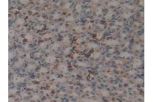 DAB staining on IHC-P; Samples: Rat Stomach Tissue (MFAP2 抗体  (AA 8-171))