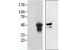 Western Blotting (WB) image for anti-Aurora Kinase (C-Term) antibody (ABIN2465176) (Aurora Kinase (C-Term) 抗体)