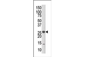 Image no. 1 for anti-Dual Specificity Phosphatase 14 (DUSP14) (C-Term) antibody (ABIN360795) (DUSP14 抗体  (C-Term))