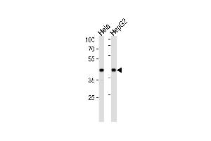 LRP1 Antibody (C-term) (ABIN652468 and ABIN2842319) western blot analysis in Hela,HepG2 cell line lysates (35 μg/lane). (LRPAP1 抗体  (C-Term))