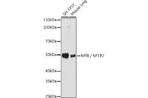 Western blot analysis of extracts of various cell lines, using NFIB / NF1B2 antibody (ABIN7268972) at 1:1000 dilution. (NFIB 抗体)