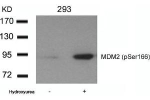Western blot analysis of extracts from 293 cells untreated or treated with Hydroxyurea using MDM2(phospho-Ser166) Antibody. (MDM2 抗体  (pSer166))