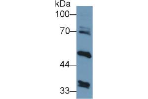 Western Blot; Sample: Human Liver lysate; Primary Ab: 1µg/ml Rabbit Anti-Human ALT2 Antibody Second Ab: 0. (GPT2 抗体  (AA 210-300))