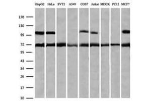 Image no. 10 for anti-Zinc Finger and SCAN Domain Containing 18 (ZSCAN18) antibody (ABIN1501857)