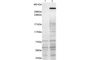 Image no. 1 for anti-Neurobeachin (NBEA) (C-Term) antibody (ABIN375219) (Neurobeachin 抗体  (C-Term))
