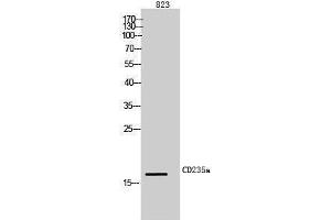 Western Blotting (WB) image for anti-Glycophorin A (GYPA) (Internal Region) antibody (ABIN3178984) (CD235a/GYPA 抗体  (Internal Region))