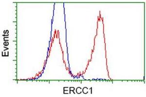 HEK293T cells transfected with either RC200478 overexpress plasmid (Red) or empty vector control plasmid (Blue) were immunostained by anti-ERCC1 antibody (ABIN2453003), and then analyzed by flow cytometry. (ERCC1 抗体)