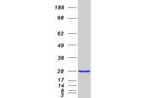 Western Blotting (WB) image for Nudix (Nucleoside Diphosphate Linked Moiety X)-Type Motif 16-Like 1 (NUDT16L1) protein (Myc-DYKDDDDK Tag) (ABIN2727748)