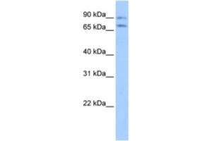 Western Blotting (WB) image for anti-Junctophilin 2 (JPH2) antibody (ABIN2463428) (Junctophilin 2 抗体)