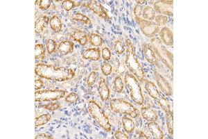 Immunohistochemistry of paraffin-embedded rat kidney using c-Abl Rabbit pAb (ABIN3020871, ABIN3020872, ABIN3020873 and ABIN6213767) at dilution of 1:25 (40x lens). (ABL1 抗体  (AA 490-590))