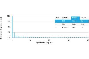 Protein Array (PAr) image for anti-Glutaminase (GLS) antibody (ABIN7456168) (Glutaminase 抗体)