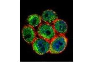 Confocal immunofluorescent analysis of SSH3 Antibody (C-term) Cat. (SSH3 抗体  (C-Term))