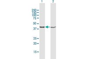 Western Blot analysis of PSMD13 expression in transfected 293T cell line by PSMD13 MaxPab polyclonal antibody. (PSMD13 抗体  (AA 1-376))