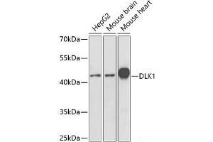 Western blot analysis of extracts of various cell lines using DLK1 Polyclonal Antibody at dilution of 1:1000. (DLK1 抗体)
