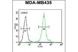 Flow cytometric analysis of MDA-MB435 cells (right histogram) compared to a negative control cell (left histogram). (IL12B 抗体  (C-Term))