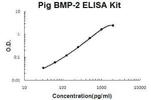 Pig BMP-2 PicoKine ELISA Kit standard curve (BMP2 ELISA 试剂盒)